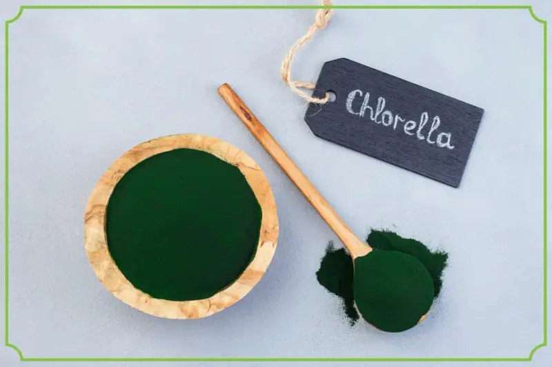 Chlorella w proszku w drewnianej miseczce i na ÅyÅ¼ce. Tabliczka z napisem "Chlorella" podpowiada, jak stosowaÄ ten zielony proszek.