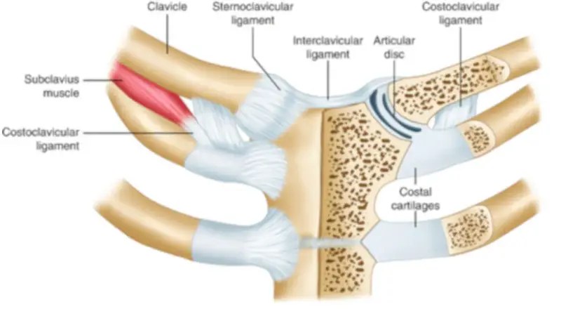 Anatomia stawu mostkowo obojczykowego: obojczyk, miÄsieÅ podobojczykowy, wiÄzadÅa i krÄÅ¼ek stawowy.